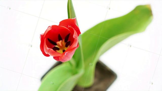 red tulip isolated on white, blooming, opening its blossom time lapse смотреть онлайн