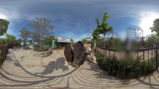 Zoo 360 ° VR