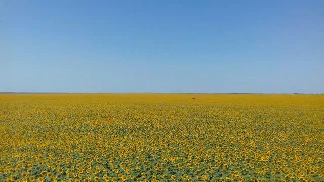 ПАСЕКА НА ПОДСОЛНУХЕ В КРЫМУ смотреть онлайн