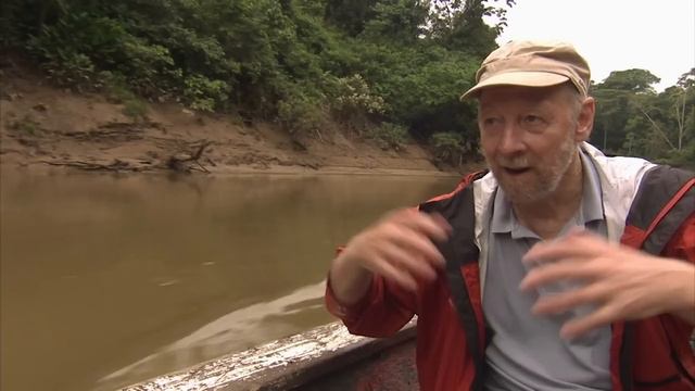 Incredible Insects Of The Amazon  Mini Monsters Of Amazonia  Real Wild