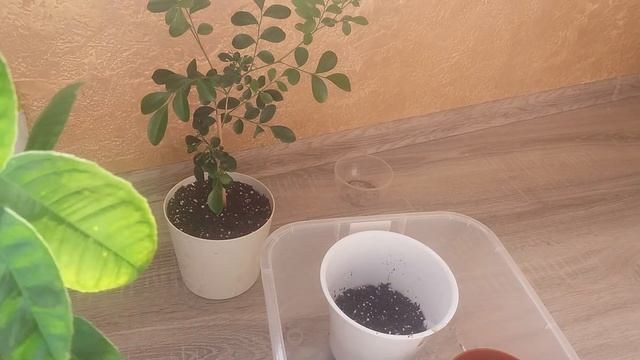 КАК ПРАВИЛЬНО ПЕРЕСАЖИВАТЬ ЛИМОН? ((ПЕРЕСАДКА,ПОСАДКА?,УХОД?.)) ))Лимон в домашних условиях! смотреть онлайн