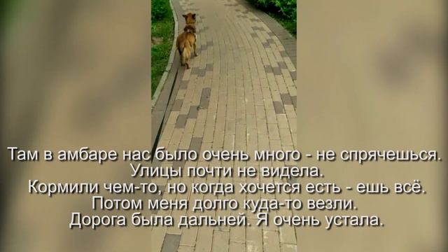 каждая собака хочет домой. Элис смотреть онлайн