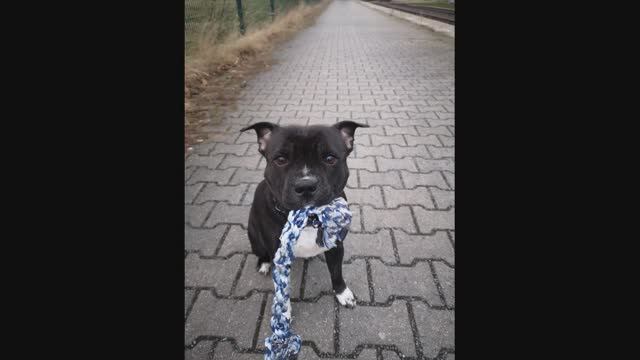 Стаффи на прогулке смотреть онлайн