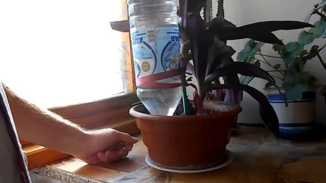 "Капельный полив цветов" - "Drip irrigation of flowers" смотреть онлайн