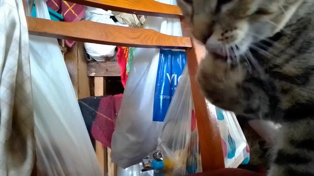 кот слушает да ест смотреть онлайн