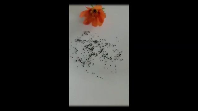 Portulaca grandiflora / Pattu Rose | Gardening Tips By Vani R | RAGA in NANDANAM смотреть онлайн