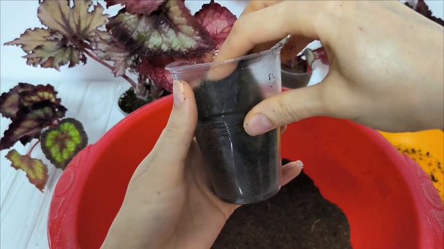 Когда и в какой объем нужно переваливать бегонию. #бегония