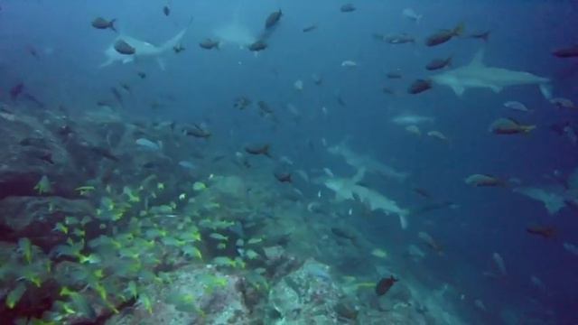 Пищевая лихорадка акул на Кокосе смотреть онлайн