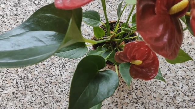 Антуриум - мужское счастье. Уход в зимний период. смотреть онлайн