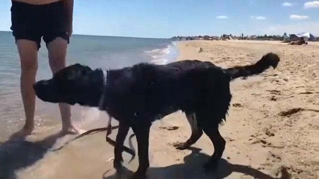 Фред после купания смотреть онлайн