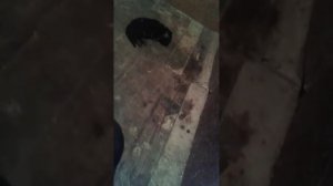 Щенки немецкой овчарки.2 недели.