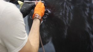 Видеоурок по рисованию пантеры аэрографом