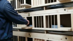 Гнезда для голубей своими руками. Handmade pigeon breeding boxes/cages