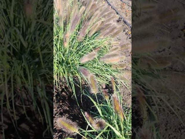 пенисетум лисохвостный Блэк Бьюти rosebushes.ru смотреть онлайн