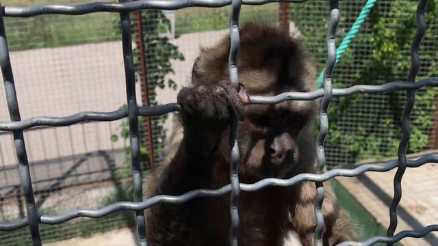 Озорной капуцин Жорик шкодит неожиданно) Mischievous Capuchin Zhorik) смотреть онлайн