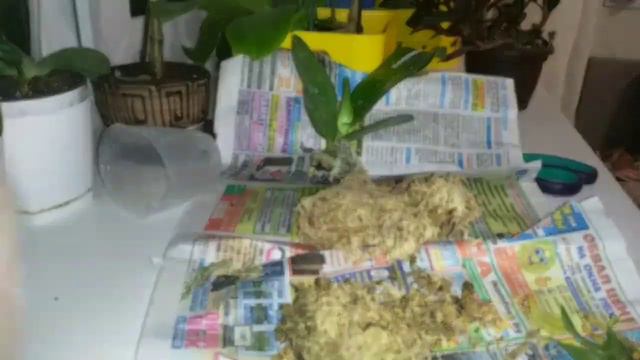 Орхидея почтой, фаленопсис от Yaphon смотреть онлайн