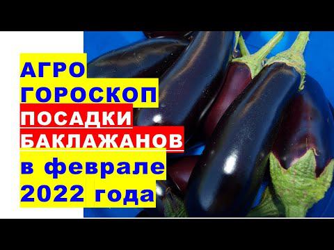 Агрогороскоп посева семян баклажанов на рассаду в феврале 2022 года смотреть онлайн