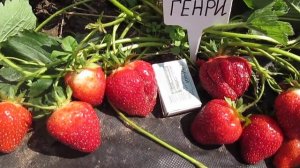 Генри -крупноплодный поздний сладкий сорт клубники .