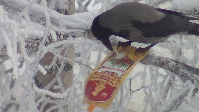 Ворона и майонез