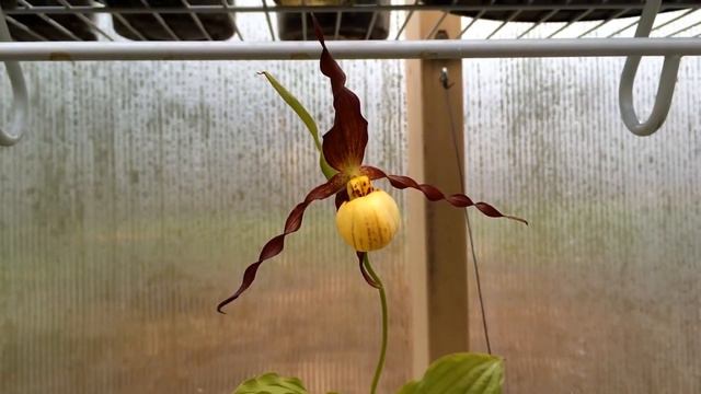 10 PLANTS THAT EAT ANIMALS смотреть онлайн