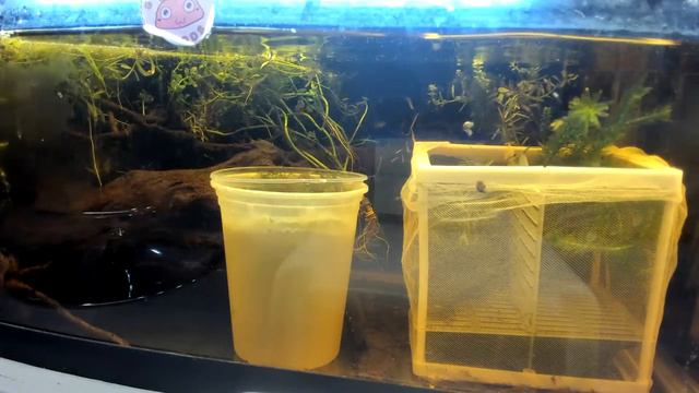 Live ASMR Fish feedings at 00:00AM, 06:00AM, 12:00PM, 6:00PM HST. daily! смотреть онлайн