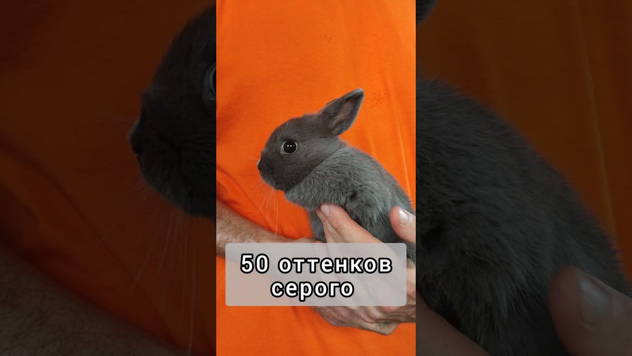 Обзор 50 оттенков серого кролика #карликовыйкролик смотреть онлайн