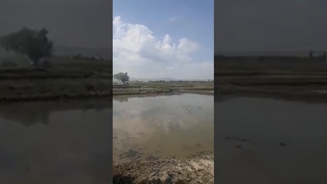 А вы знали, как выращивают рис? смотреть онлайн