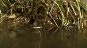 Водомерки - удивительные насекомые!