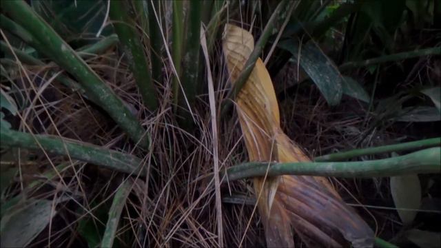 Spathe flower (Spathiphyllum cannifolium) - part 1 смотреть онлайн
