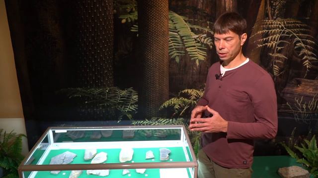 От девона до дивана. История 2. Палеозойская эра