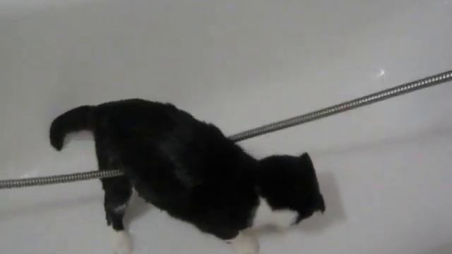 Котенок пытается поймать воду смотреть онлайн