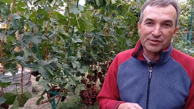 @Виноград Сенатор Павловского Вкусный виноград, мускат смотреть онлайн