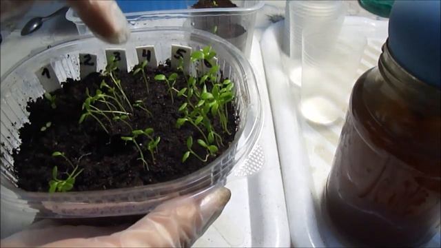 Как пикирую корневой сельдерей. смотреть онлайн