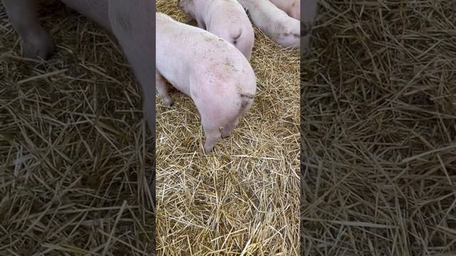 Неформальный, красивый и экономный способ организации свадебного обеда на природе, в агритуризме смотреть онлайн