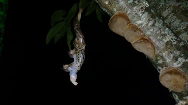 Limax Maximus mating leopard slug Tigerschnegel bei der Paarung смотреть онлайн