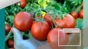 Томат Инфинити F1 - описание сорта