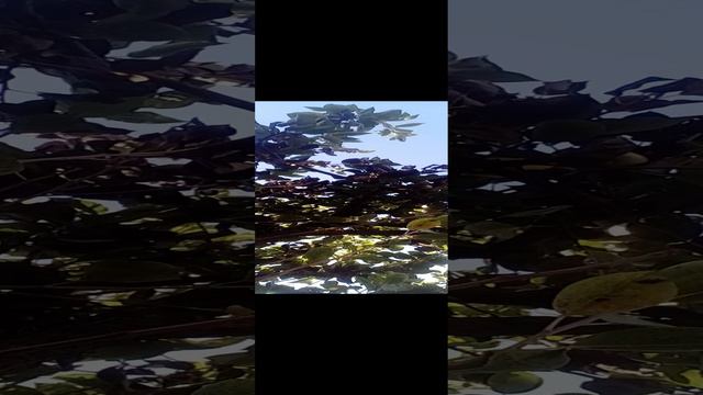 20240818_083148.mp4 смотреть онлайн