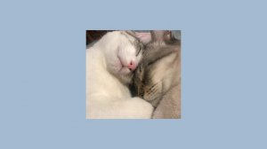 он мой волшебник он мой клад sped up