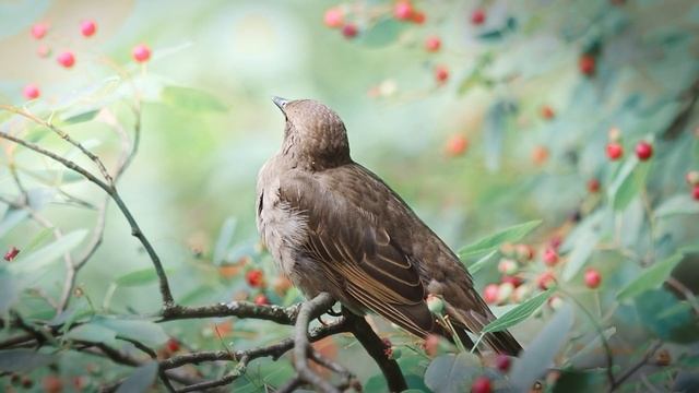 Little sleepy starling [Сонный скворец] смотреть онлайн