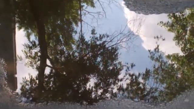 VLOG утренняя прогулка