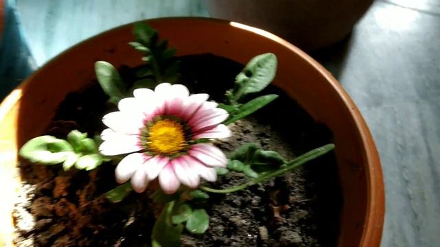Beautiful winter flower plant Gazania care in balcony....How to care Gazania plant. смотреть онлайн