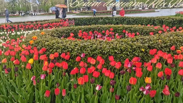 САМЫЕ КРАСИВЫЕ ТЮЛЬПАНЫ В МИРЕ. МОСКВА ВДНХ.?? смотреть онлайн