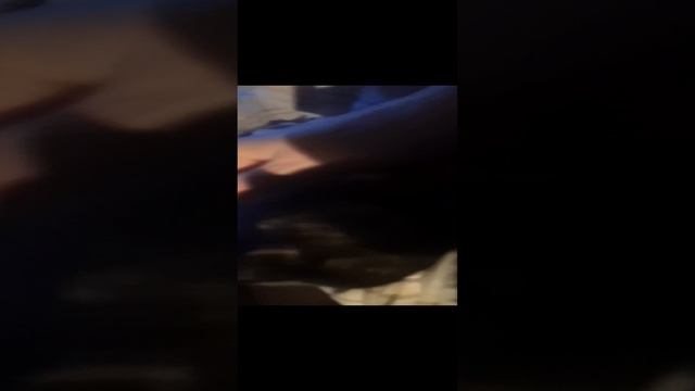 я глажу чучу перед сном.mp4