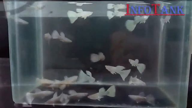 Гуппі альбінос смотреть онлайн