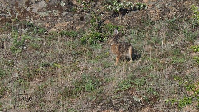 Заяц-русак смотреть онлайн