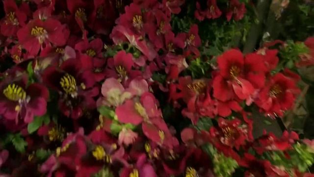 Schizanthus mix смотреть онлайн