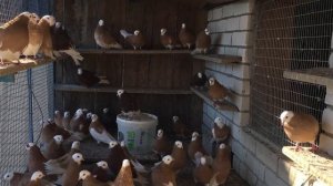 Пермские белоголовые голуби