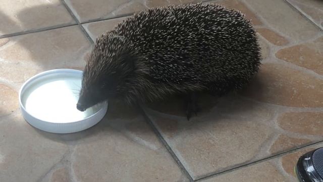 Колючий гость