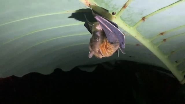 Самая милая фруктовая летучая мышка! Cute fruit bat смотреть онлайн