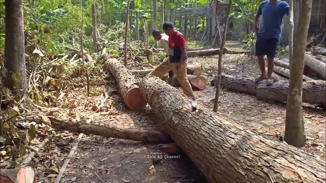 Quick and easy.. ‼️cut 4 mahogany trees for the body of the truck - stihl ms 881 chainsaw смотреть онлайн